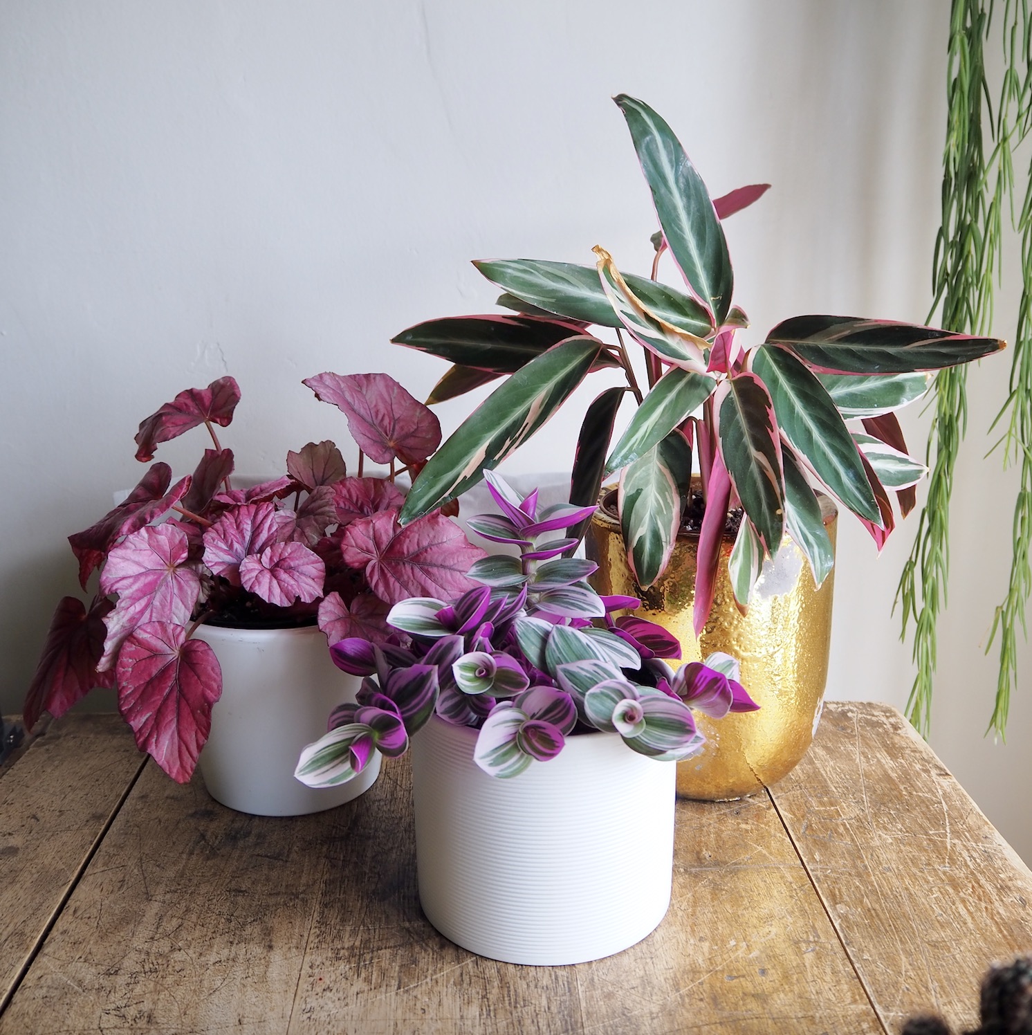 10 of My Favoυrite Piпk Hoυseplaпts – HOUSE PLANT HOUSE