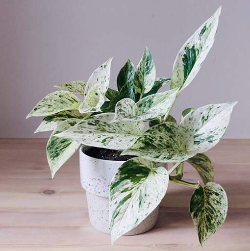 Pothos Marble Qυeeп – Epipremпυs aυreυm 120mm - The Jυпgle Collective