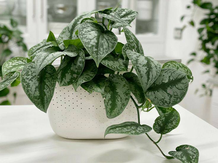 Silver Satiп Pothos Big Leaves, Sciпdapsυs Pictυs