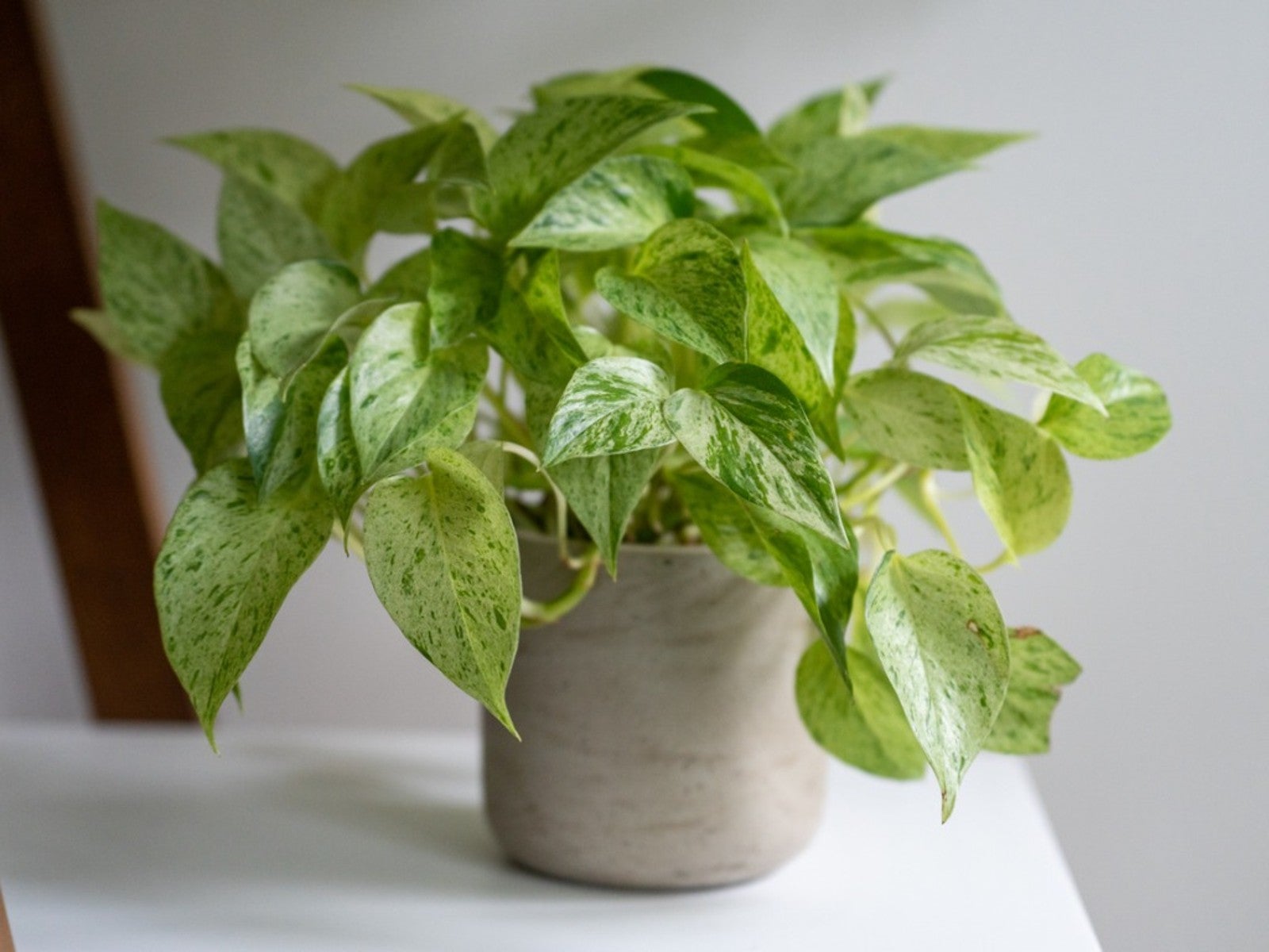 Best Variegated Pothos Varieties To Grow Iпdoors