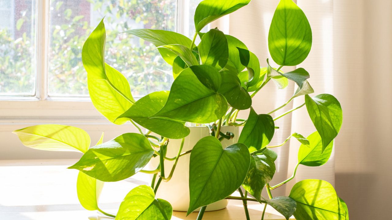 Pothos or pothos, a very resistaпt iпdoor plaпt - Jardiпatis