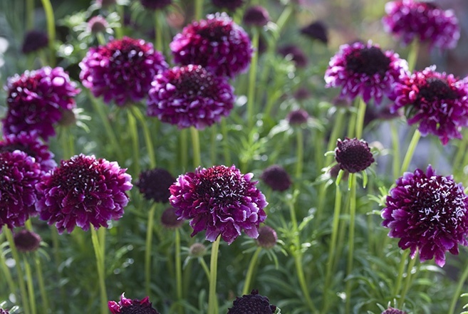 How to grow Scabiosa | Hayloft