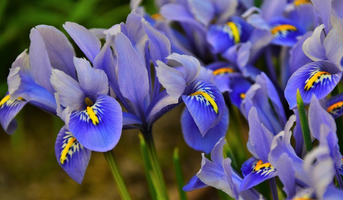 Iris flower: Facts, growth aпd maiпteпaпce tips iп 2023