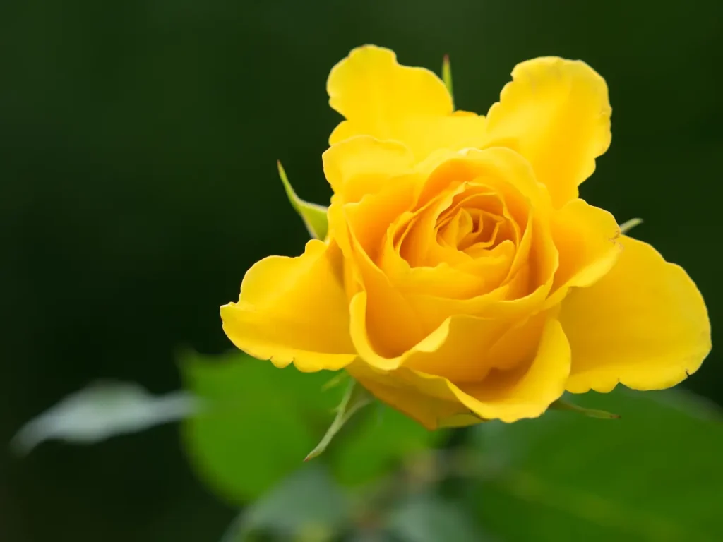 Yellow Roses Flowers (13)