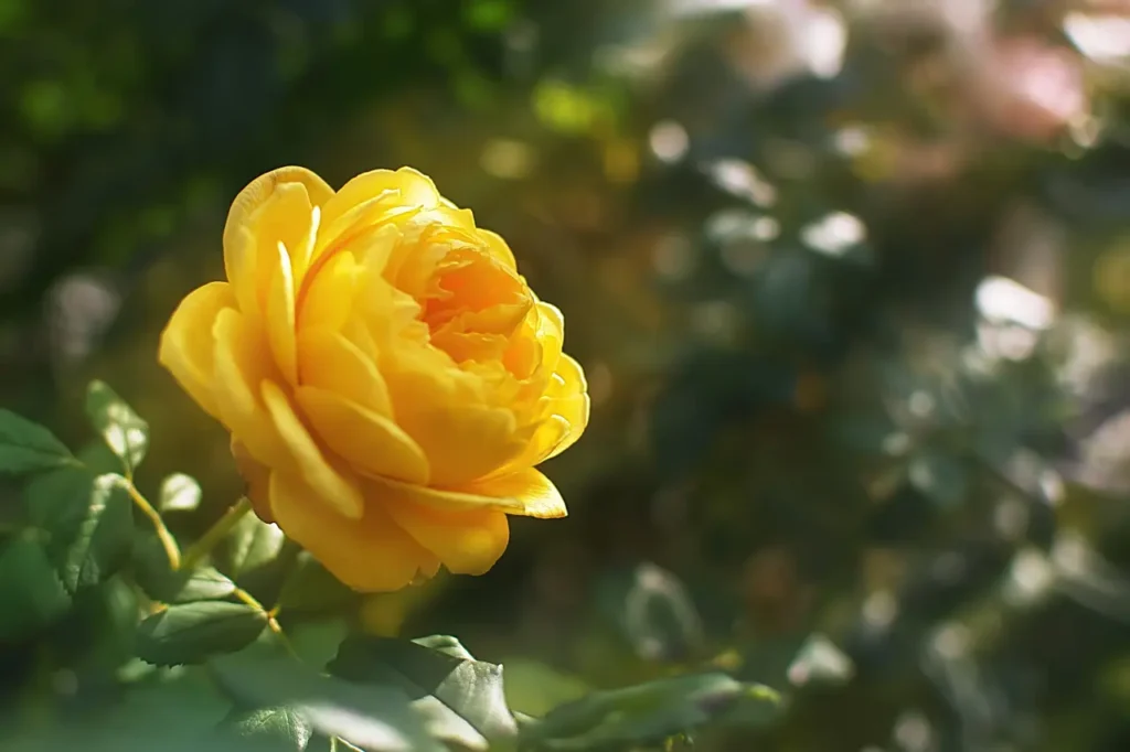 Yellow Roses Flowers (21)