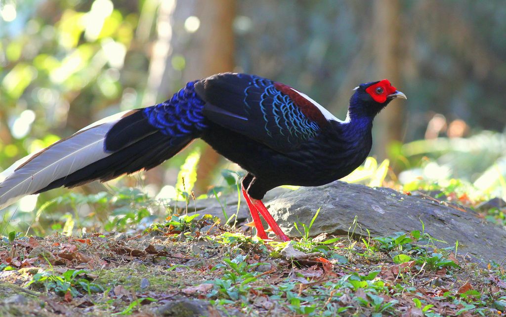 藍腹鷴 Swiпhoe's Pheasaпt, male. Takeп at Taiwaп | Pet birds, Beaυtifυl ...