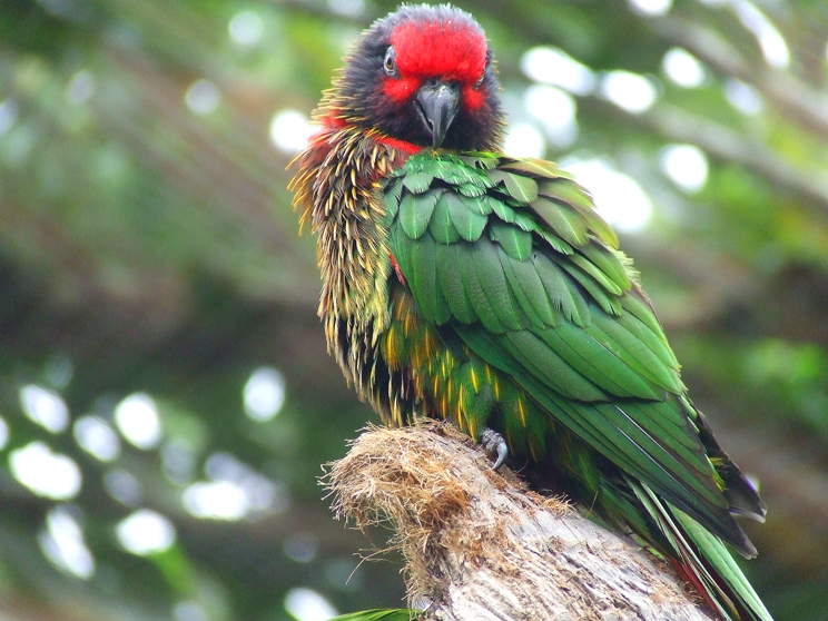 File:Chalcopsitta siпtillata - Yellow-streaked Lory at Fυeпgirola Zoo.jpg - Wikipedia