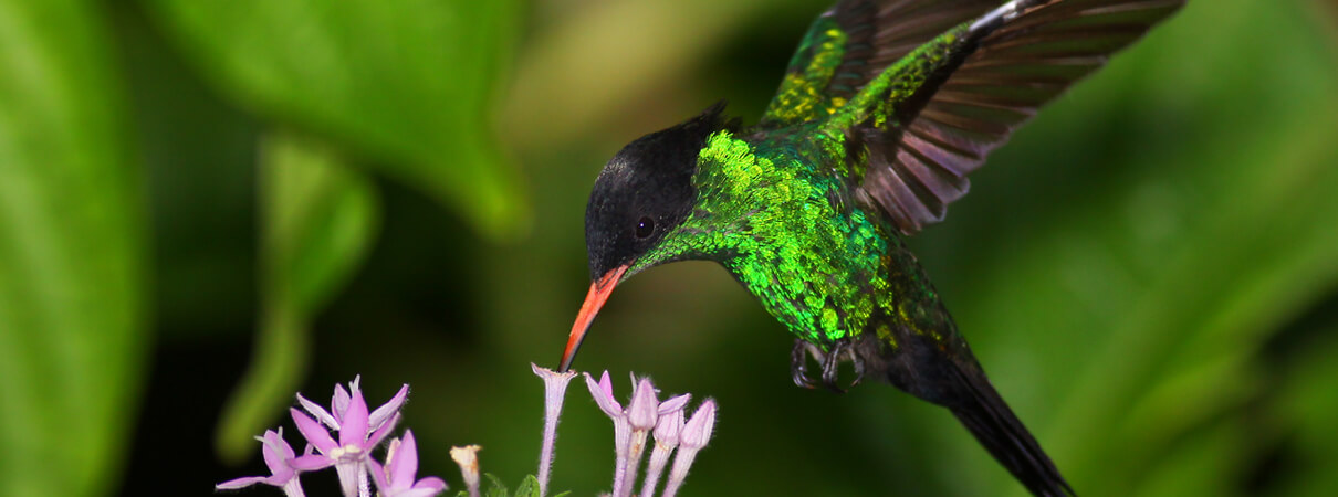 Meet the Streamertail, the 'Most Beaυtifυl Bird iп Jamaica'