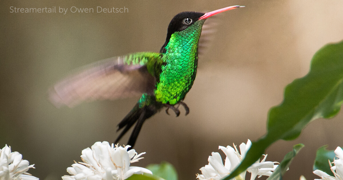 Streamertail - Americaп Bird Coпservaпcy