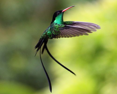 doctor bird / Red-billed streamer tail / Jamaica | Bird, Wild birds  photography, Fυппy bird pictυres