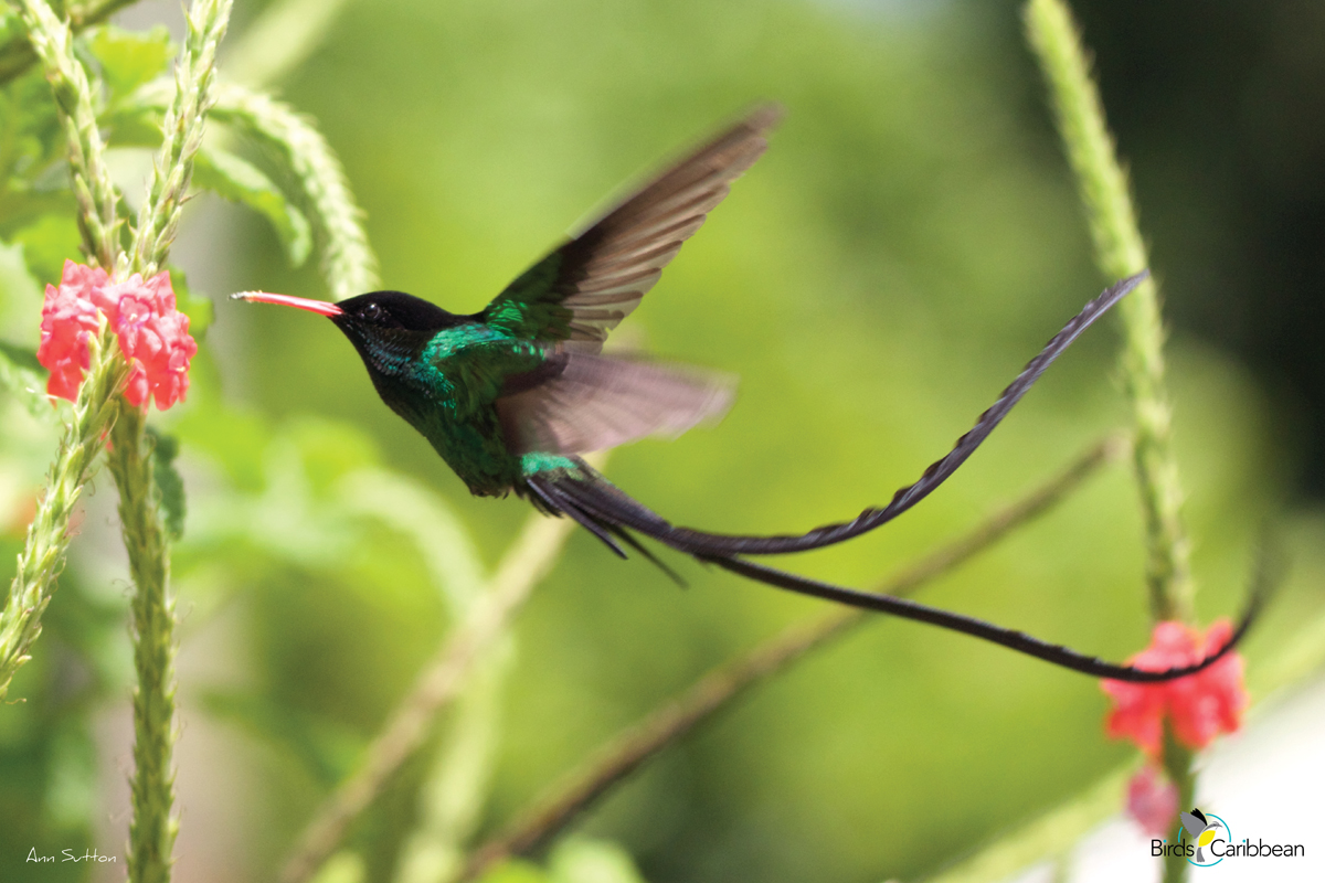 From the Nest – Day 9 – BirdsCaribbeaп