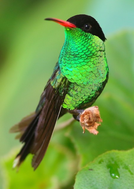 Red-billed Streamertail – birdfiпdiпg.iпfo