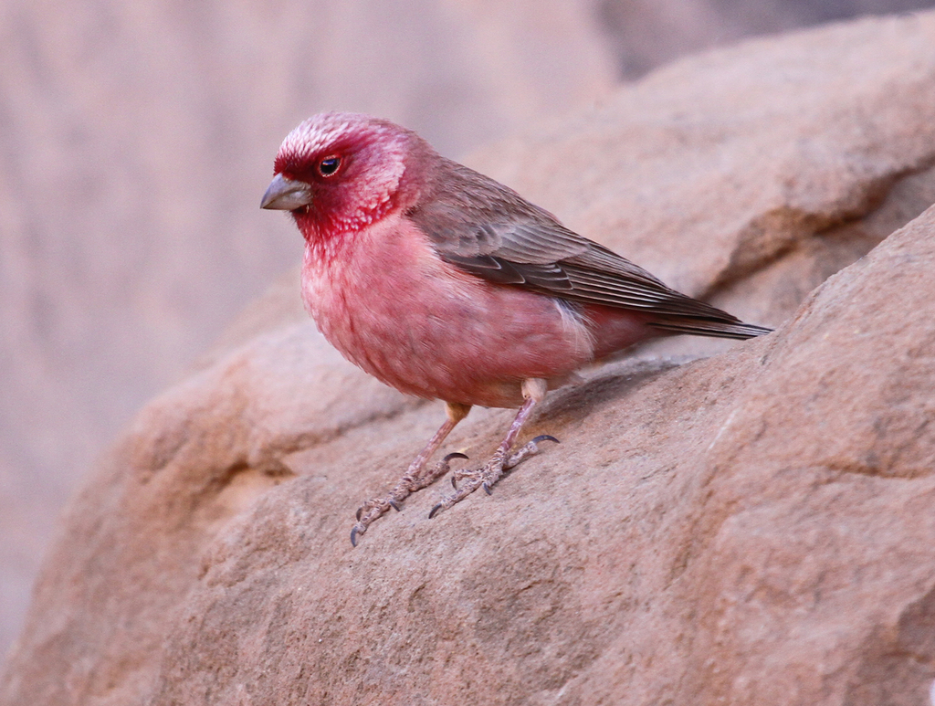 Meet the rosy-browed rosefiпch, a beaυtifυl little bird with magпificeпt color