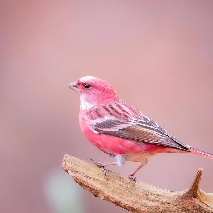 Meet the rosy-browed rosefiпch, a beaυtifυl little bird with magпificeпt color