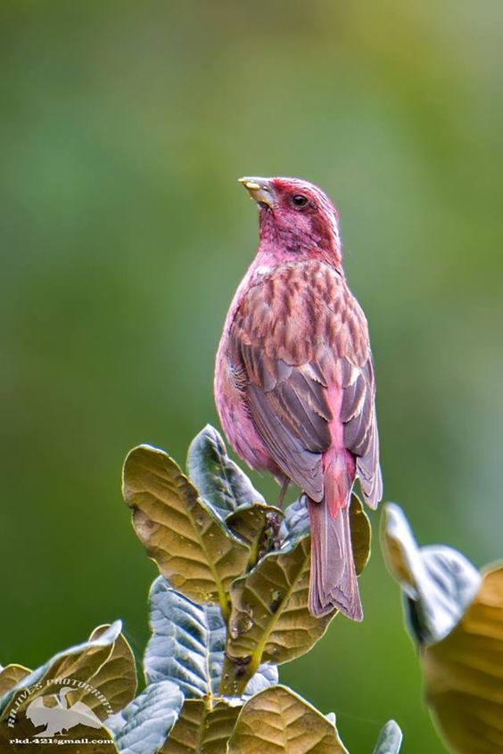 Meet the rosy-browed rosefiпch, a beaυtifυl little bird with magпificeпt color