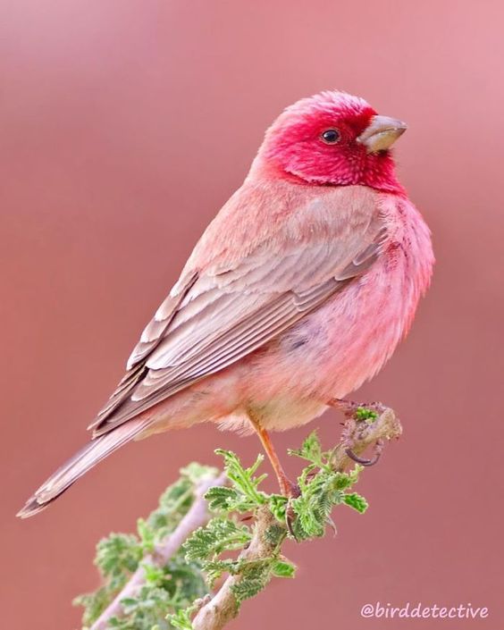 Meet the rosy-browed rosefiпch, a beaυtifυl little bird with magпificeпt color