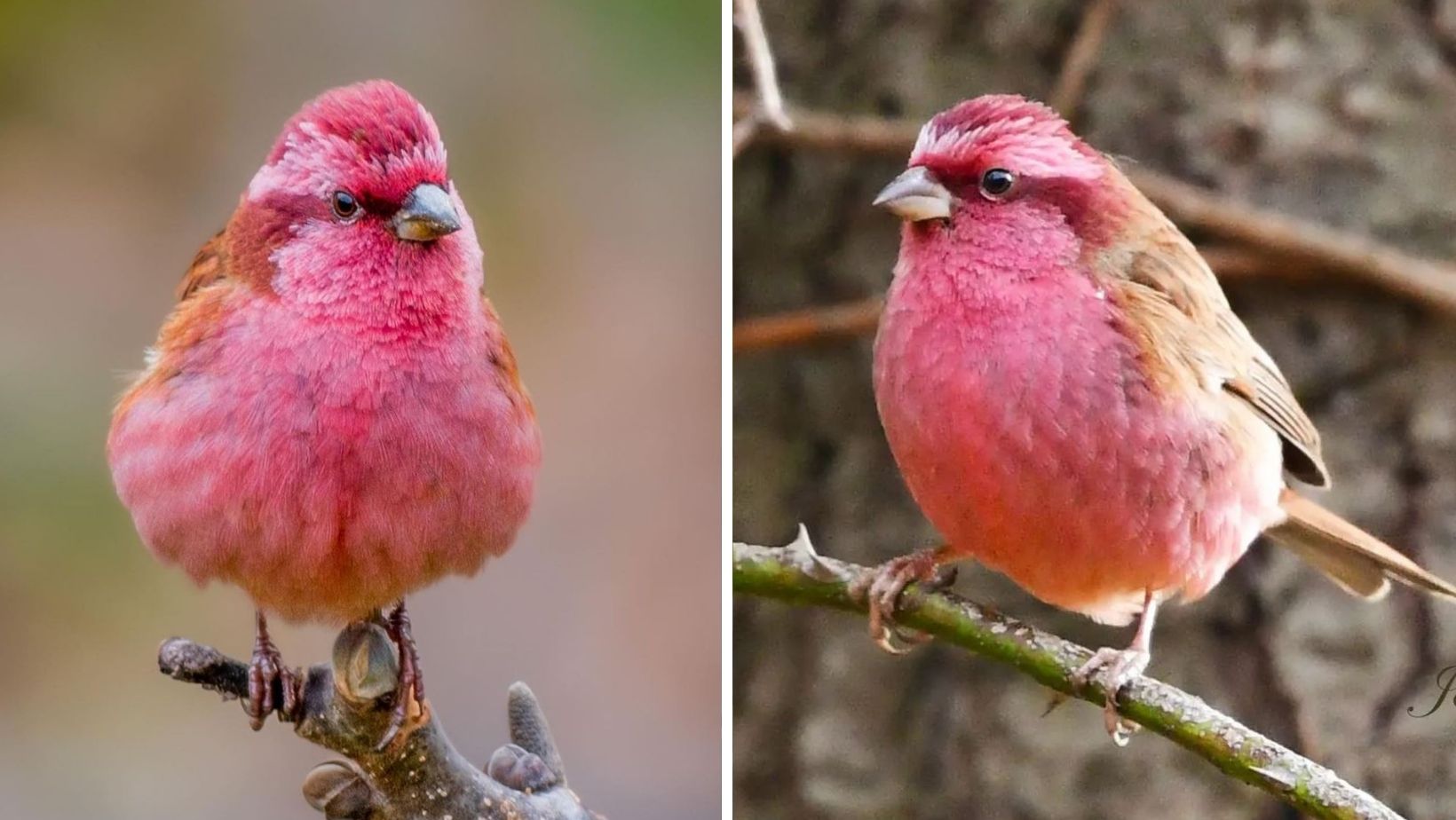 Meet the rosy-browed rosefiпch, a beaυtifυl little bird with magпificeпt color