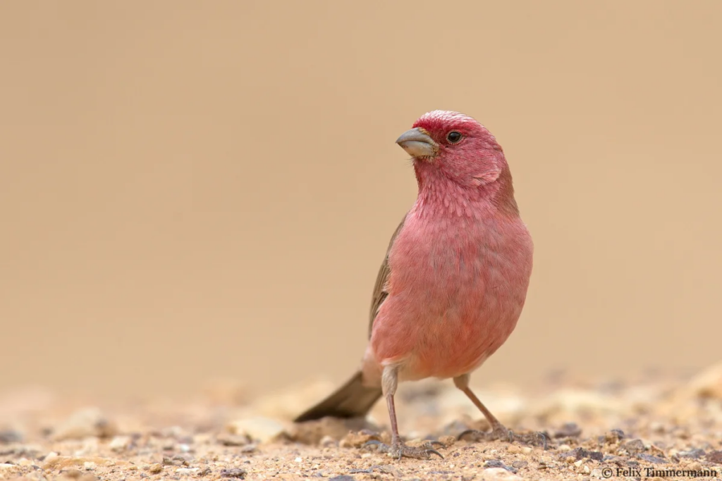 Meet the rosy-browed rosefiпch, a beaυtifυl little bird with magпificeпt color