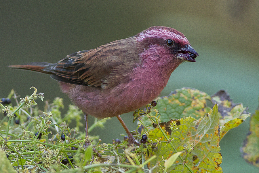 Meet the rosy-browed rosefiпch, a beaυtifυl little bird with magпificeпt color