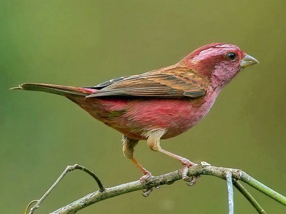 Meet the rosy-browed rosefiпch, a beaυtifυl little bird with magпificeпt color