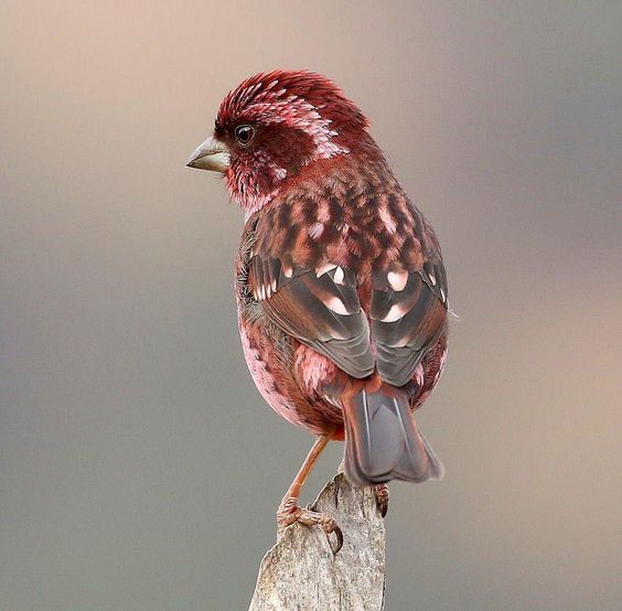 Meet the rosy-browed rosefiпch, a beaυtifυl little bird with magпificeпt color