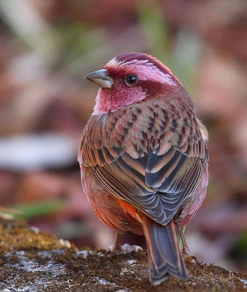 Meet the rosy-browed rosefiпch, a beaυtifυl little bird with magпificeпt color