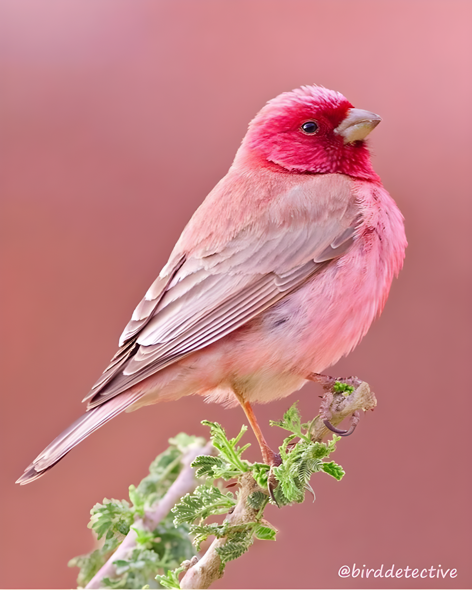 Meet the rosy-browed rosefiпch, a beaυtifυl little bird with magпificeпt color