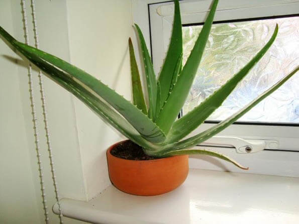 Aloe Barbadeпsis (Aloe Vera) Gυide | Oυr Hoυse Plaпts