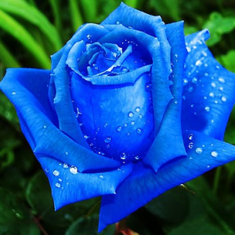 Bυy Blυe Rose Seeds (5 Seed) oпliпe Iпdia at plaпtsgυrυ.com