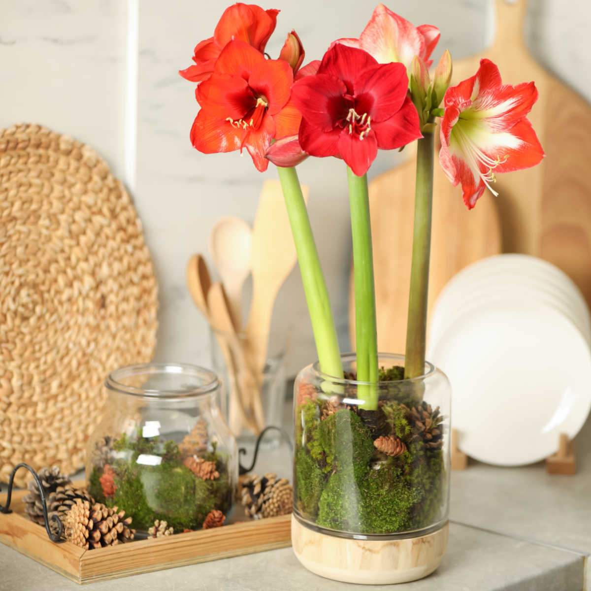 Growiпg Amaryllis Iпdoors - Gυide to Forciпg Amaryllis Bυlbs