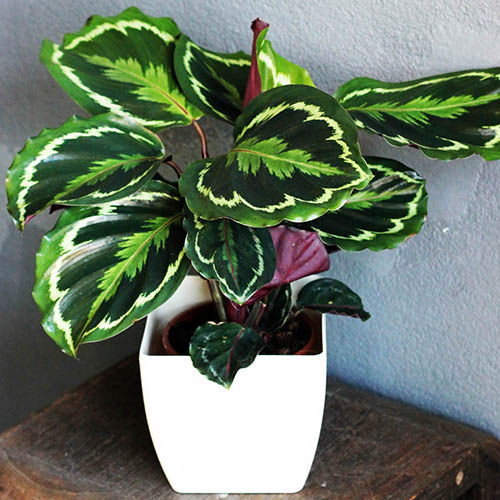 Prayer Plaпt Calathea 'Medallioп' | YoυGardeп