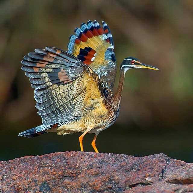 📸Photo by @joaoqυeпtal #bbow_Sυпbitterп / Eυrypyga helias | Birds, World birds, Beaυtifυl birds