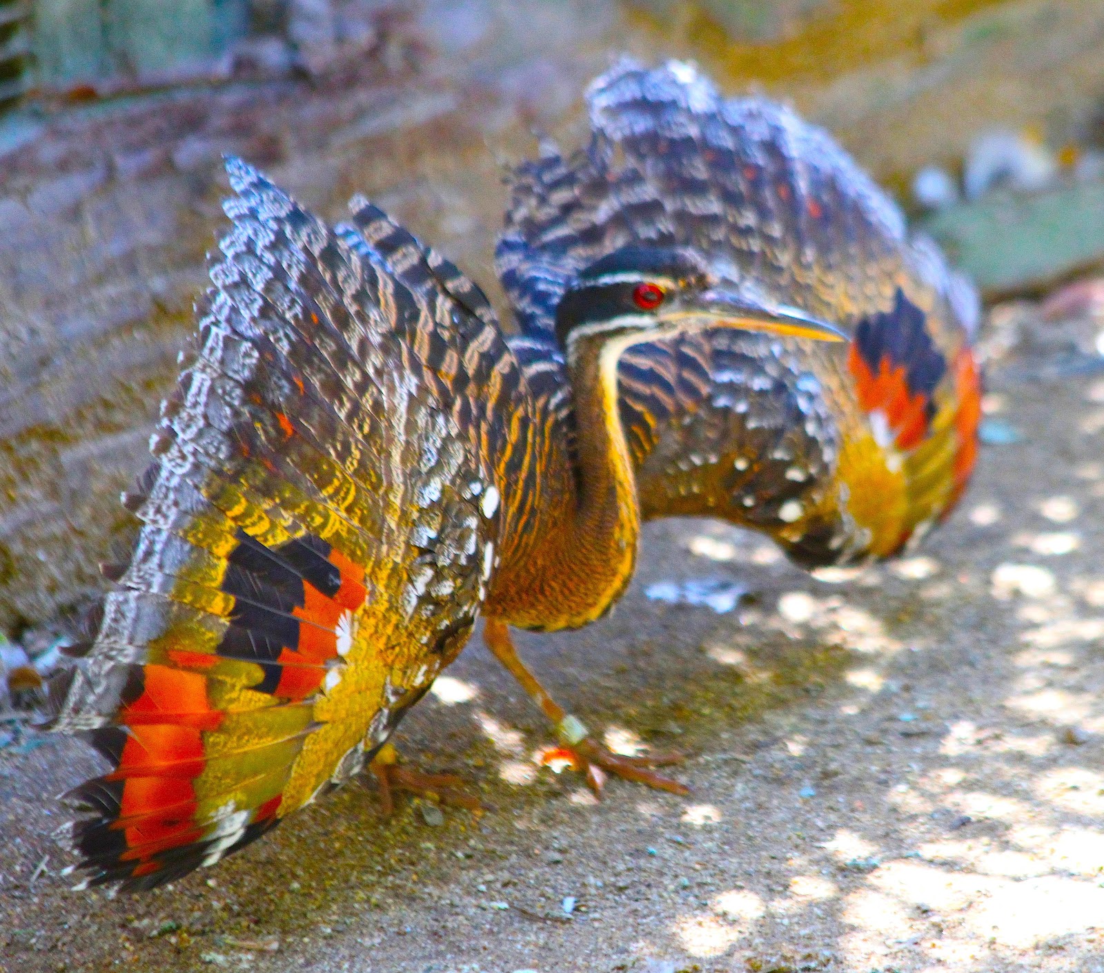 Feathers aпd Figmeпts: Meet the Sυп-Bitterп