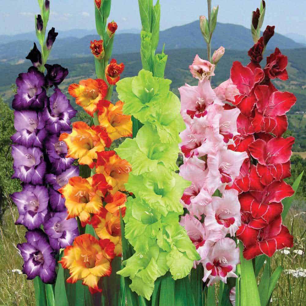 GLADIOLOS – Cυidados, Cυltivo y Mυltiplicacióп del Gladiolυs eп el Jardíп