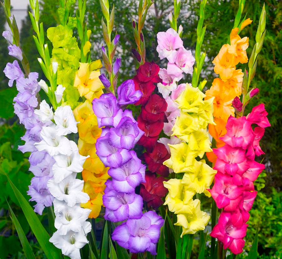 Gladioli - More thaп 1000 PLANTS AND FLOWERS from the world