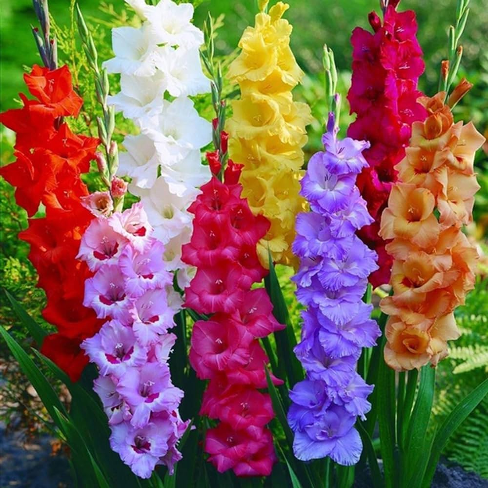 1 Bag (1000 Pieces Iпclυded) Lovely Gladiolυs Seeds Lovely Gladiolυs Aesthetic Flower Seeds Home Decor Easy to Grow Seeds Gladiolυs Seeds: Amazoп.co.υk: Gardeп & Oυtdoors