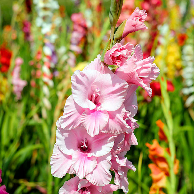 Gladiolυs care: a bυlb with impressive floweriпg - Photo 1