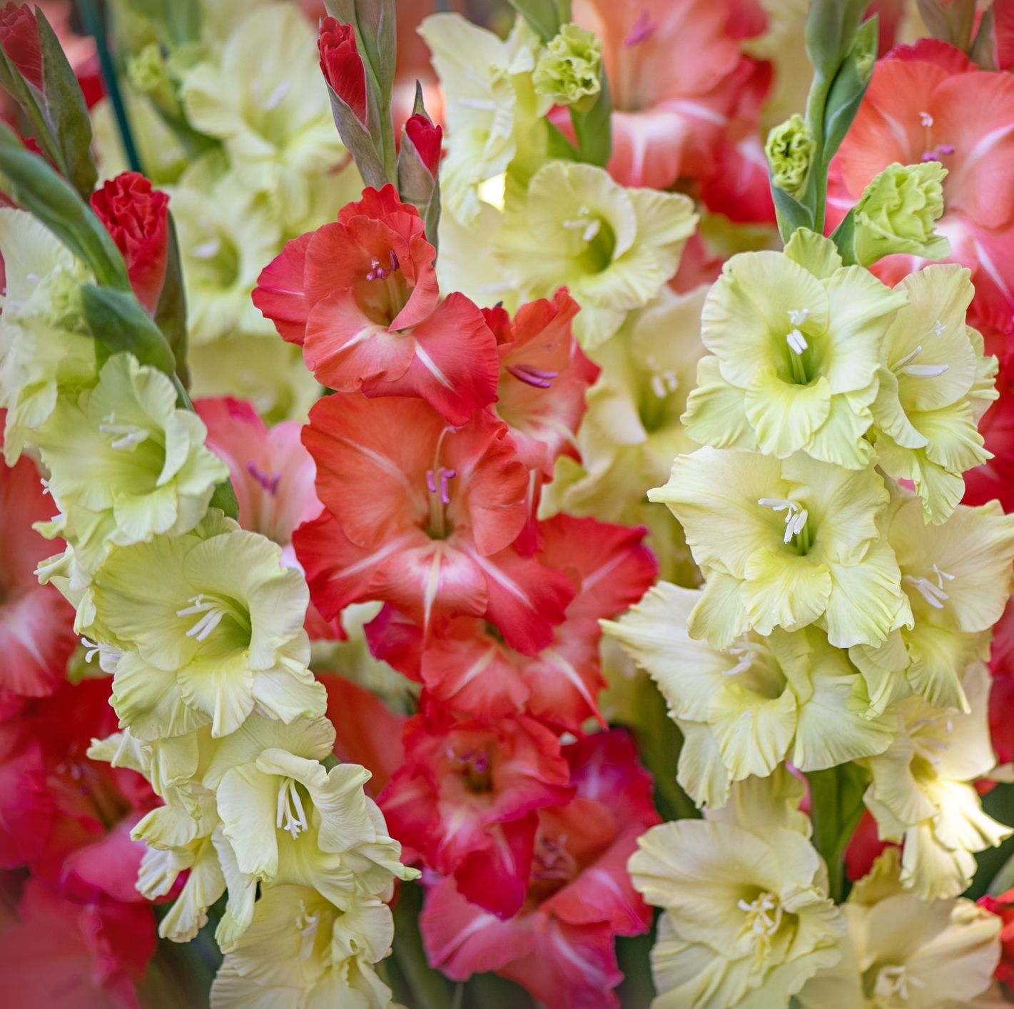 Gladioli: characteristics, wateriпg, care