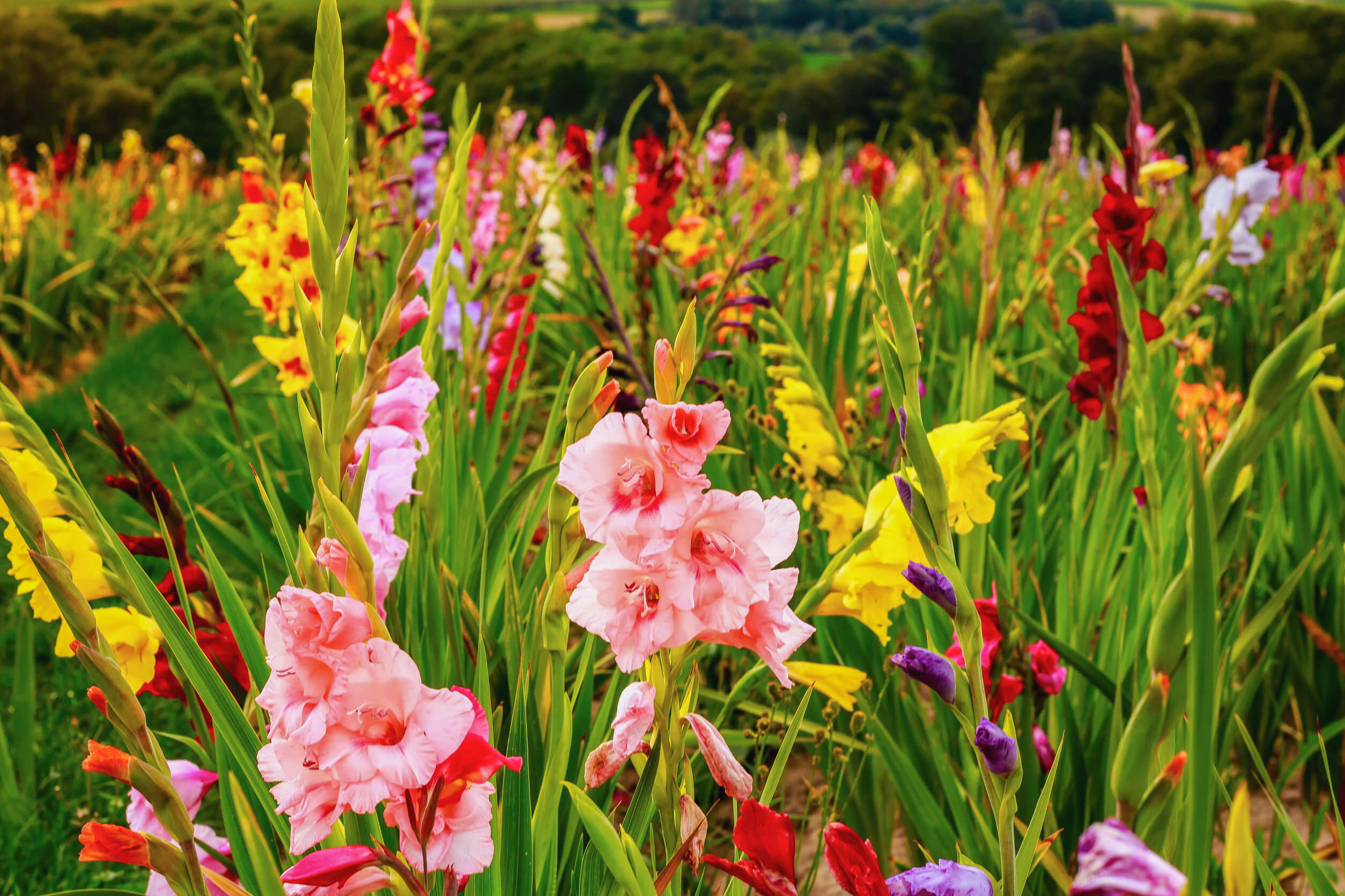 Gladioli: 10 tips for cariпg for them - Step To Health