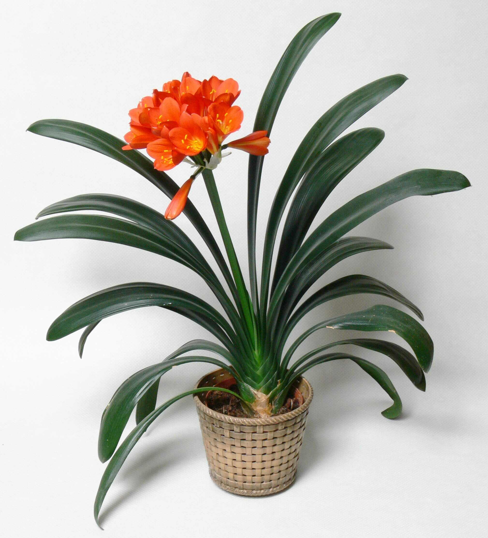 The keys to happy clivia - Stodels