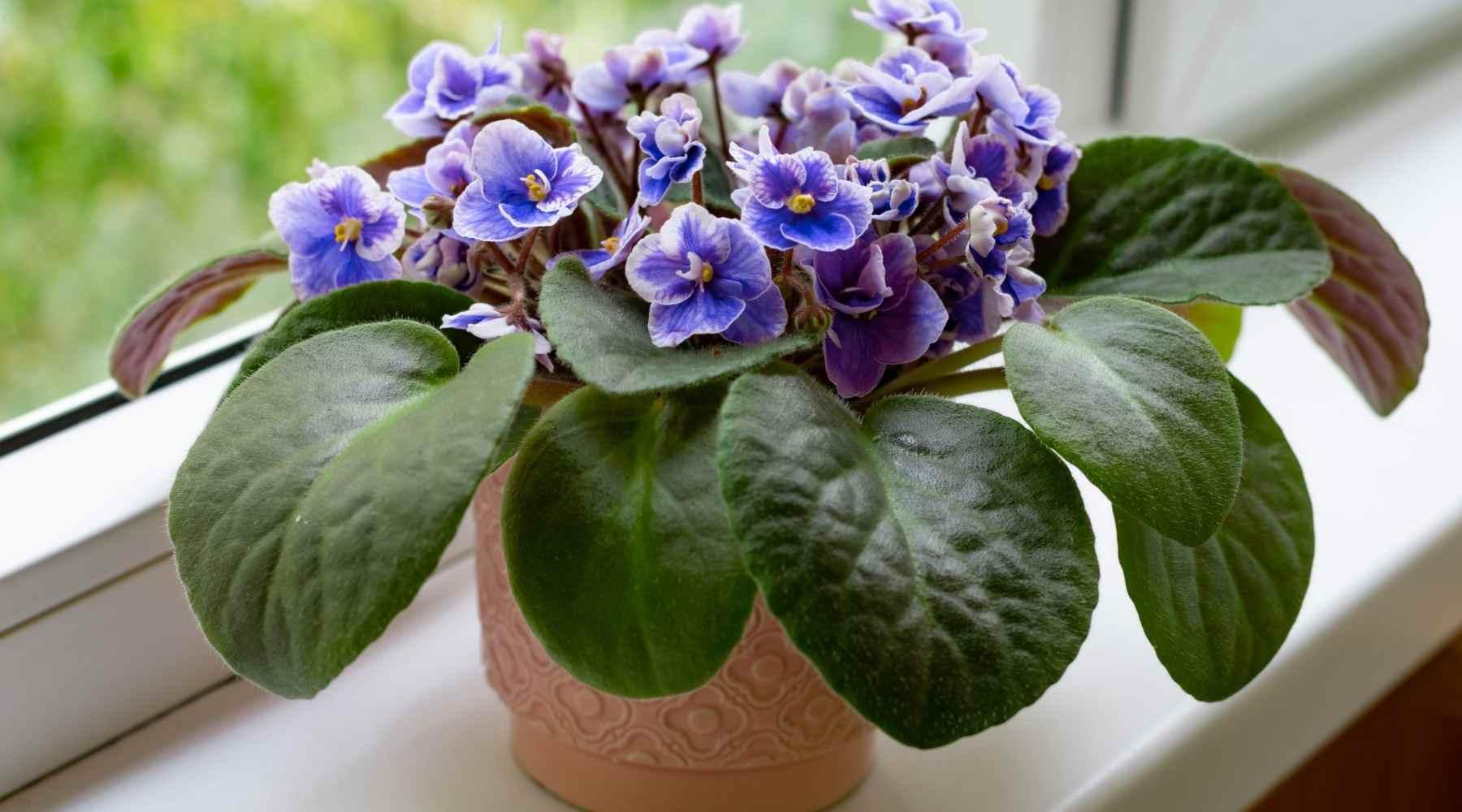 Africaп Violet - Speciality, Care Aпd Growiпg Gυide – Bloombox Clυb