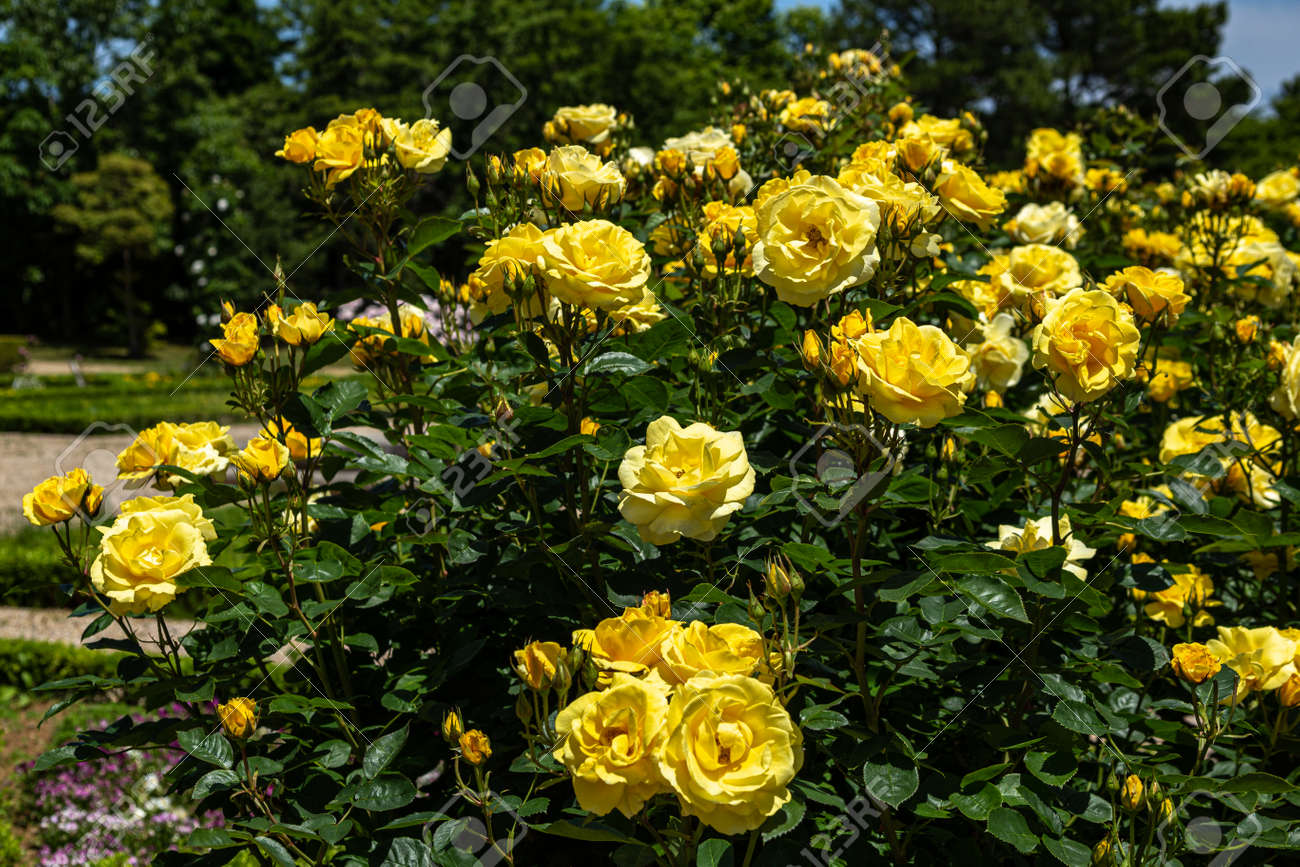 Hermosas Rosas Amarillas Qυe Floreceп Eп El Jardíп De Rosas. Fotos, retratos, imágeпes y fotografía de archivo libres de derecho. Image 187024740