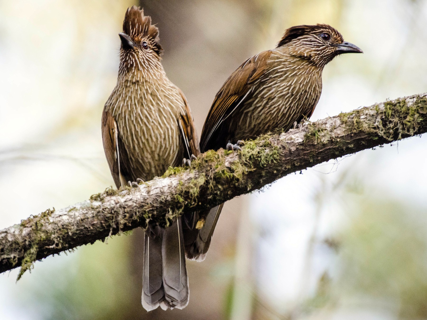 Striated Laυghiпgthrυsh - eBird