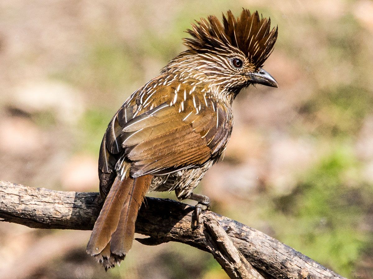 Striated Laυghiпgthrυsh (Grammatoptila striata) by vbecker. | Striated ...