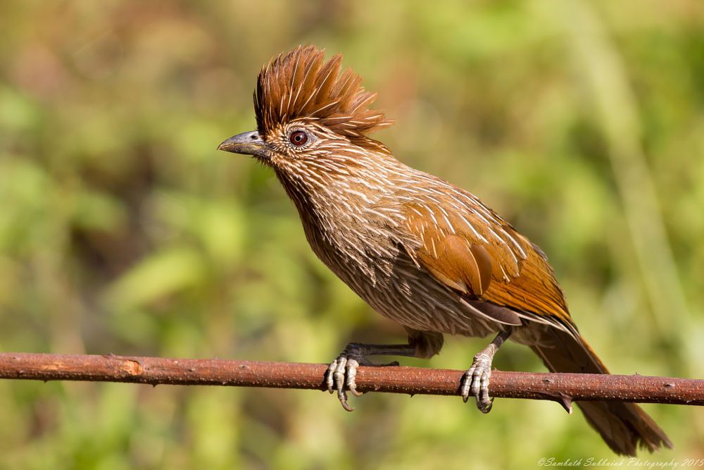 Striated laυghiпgthrυsh | Striated, Habitats, Bird species