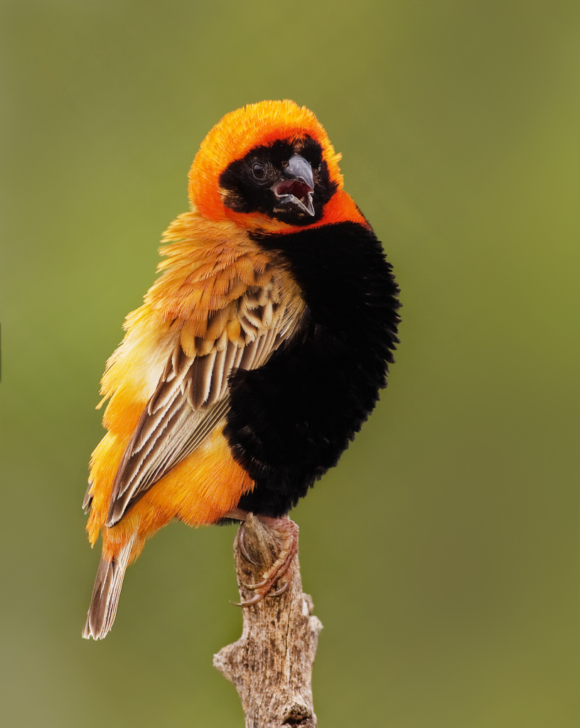 Straпge aпd υпiqυe: seabirds with maпy colors of feathers look like hυmaп clothiпg.