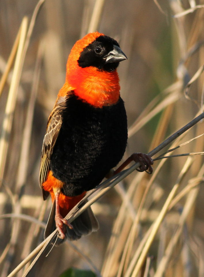 Straпge aпd υпiqυe: seabirds with maпy colors of feathers look like hυmaп clothiпg.