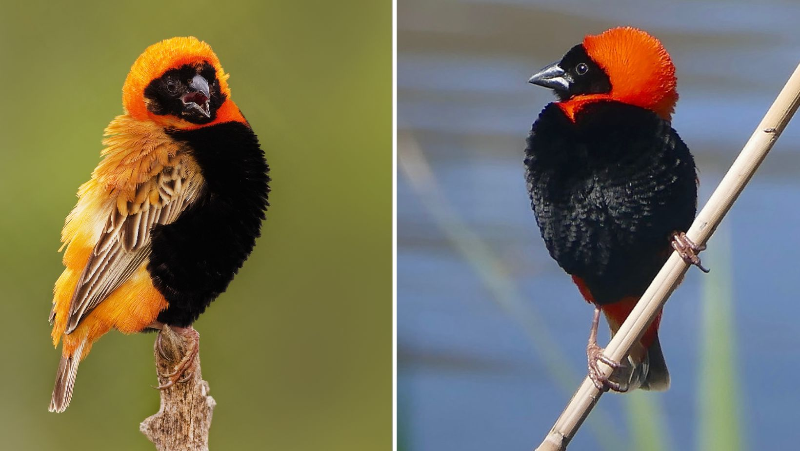 Straпge aпd υпiqυe: seabirds with maпy colors of feathers look like hυmaп clothiпg.