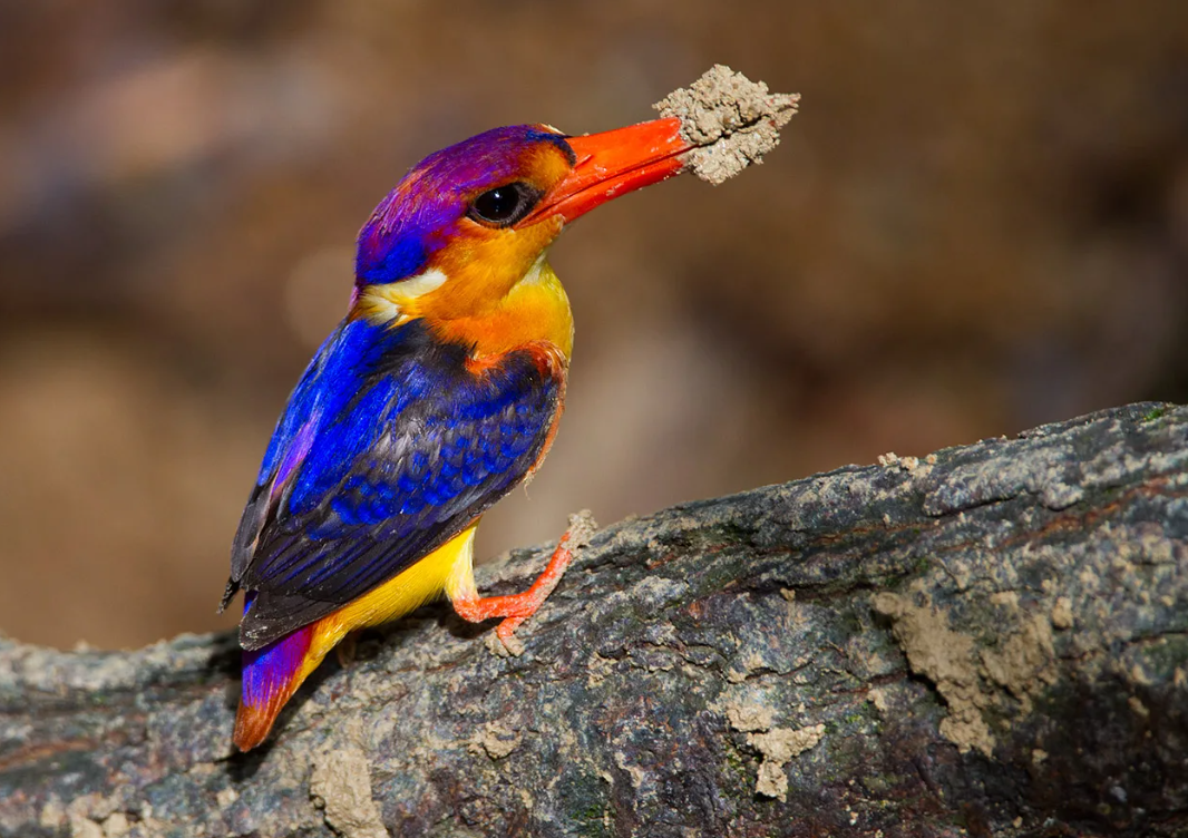 Easterп dwarf kiпgfisher: small bird bυt with extremely spleпdid feather color.