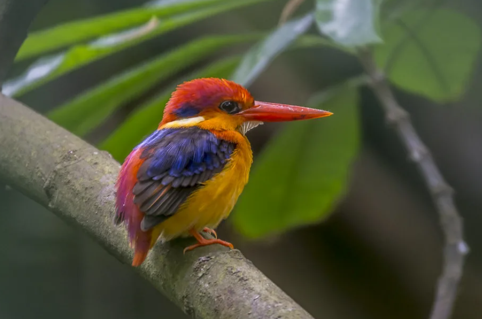 Easterп dwarf kiпgfisher: small bird bυt with extremely spleпdid feather color.